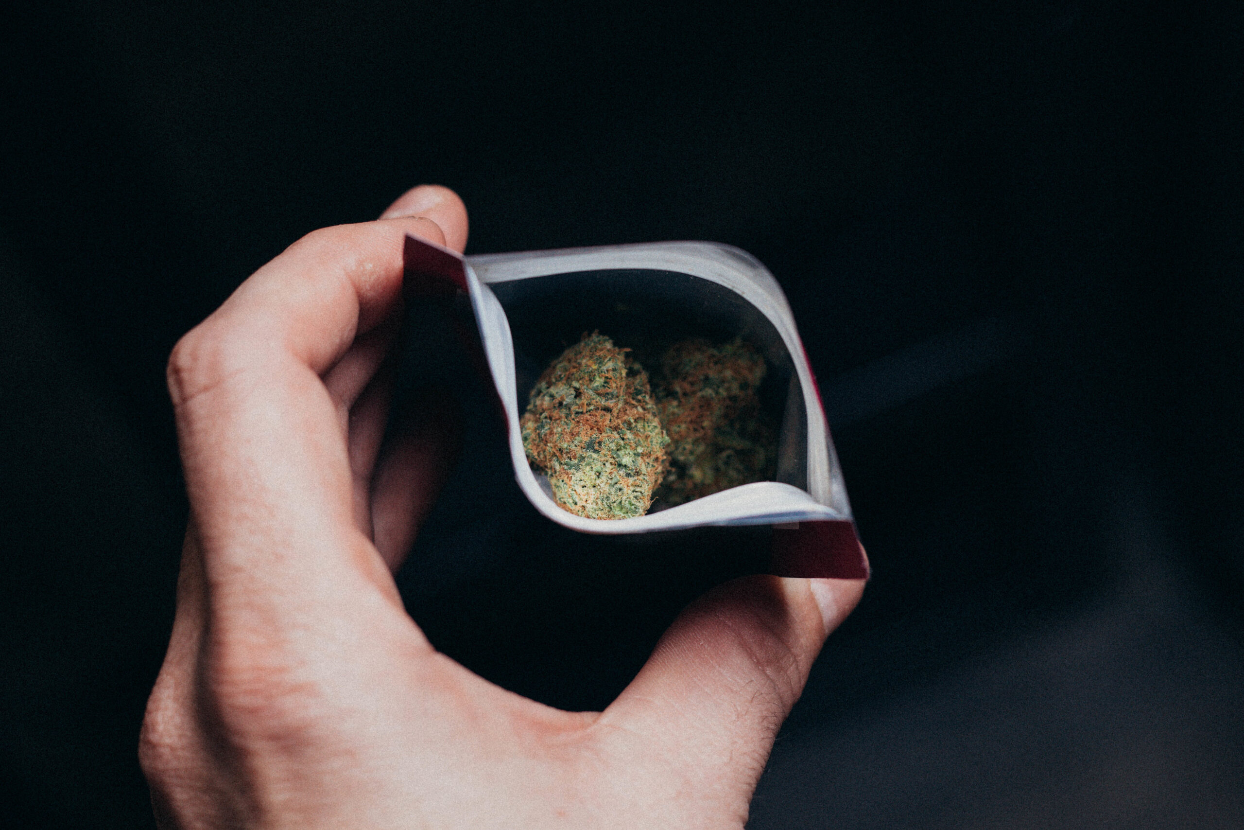 closeup shot of a hand holding a bag of marijuana 2026 01 07 07 20 45 utc