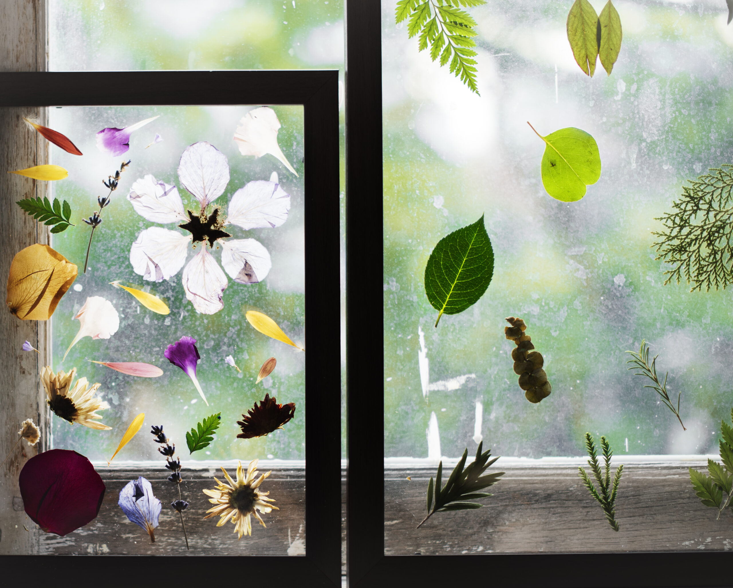 floral display in windows with botanical theme 2026 01 07 23 21 36 utc