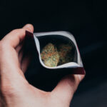 closeup shot of a hand holding a bag of marijuana 2026 01 07 07 20 45 utc