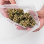 looking into a full bag of frosty weed nugs marij 2026 01 05 05 29 52 utc