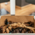 box of braided hair for cancer donation 2026 03 09 09 01 21 utc