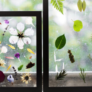 floral display in windows with botanical theme 2026 01 07 23 21 36 utc